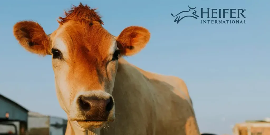 Heifer International Engages Effectual for Rapid Data Center Evacuation to VMware Cloud on AWS